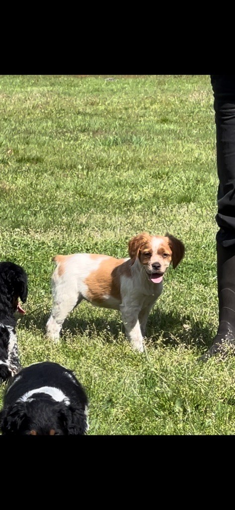 Des Loups De Lomprey - Chiots disponibles - Epagneul Breton