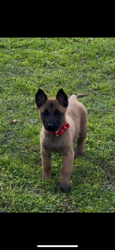 Des Loups De Lomprey - Chiots disponibles - Berger Belge